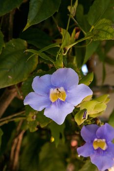 Blue sky vine flower Thunbergia grandiflora blooms in southeastern Florida