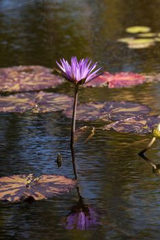 Blue Star Water lily Nymphaea nouchali blossoms among lily pads on a pond in Naples, Florida