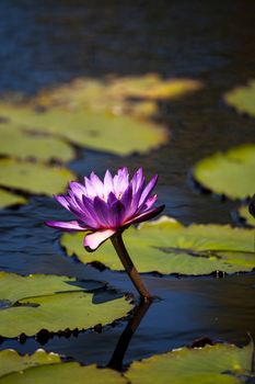 Blue Star Water lily Nymphaea nouchali blossoms among lily pads on a pond in Naples, Florida