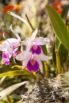 Purple Cattleya orchid flower blooms in a botanical garden in Hawaii in the winter.