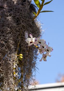 White and purple Dendrobium Orchid hanging from a tree in a botanical garden in Naples, Florida