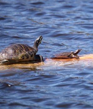 Softshell turtle Apalone ferox  sits on a log with a Florida red bellied turtle Pseudemys nelsoni on a long in a pond in Naples, Florida