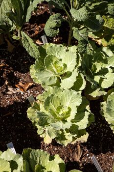 Flowering Kale known as Pigeon white grows in an organic vegetable garden on a farm