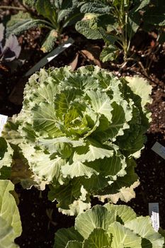 Flowering Kale known as Pigeon white grows in an organic vegetable garden on a farm