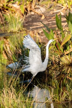 Flying Great egret bird Ardea alba in a marsh in Naples, Florida
