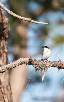 Loggerhead shrike bird Lanius ludovicianus perches on a tree in Fort Myers, Florida