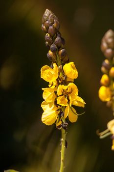 Bright yellow flowers of popcorn senna also called Senna didymobotrya found in Sri Lanka and India.