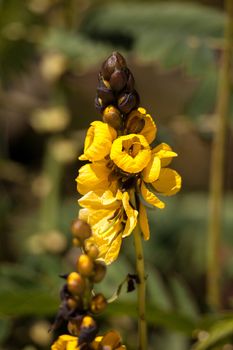 Bright yellow flowers of popcorn senna also called Senna didymobotrya found in Sri Lanka and India.