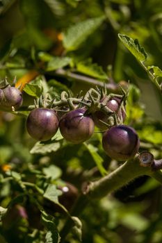 Cherry tomatoes called kissed by a smurf for being purple tomatoes in an organic vegetable garden