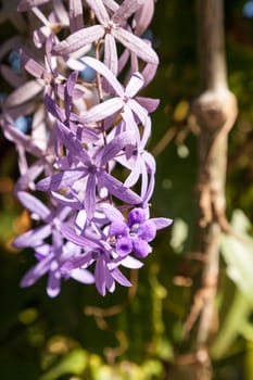 Purple flowers known as queen’s wreath Petrea volubilis line a sand and grass background