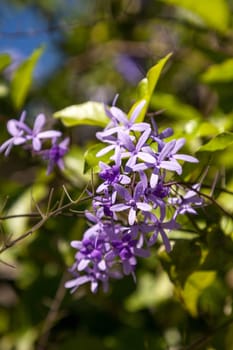 Purple flowers known as queen’s wreath Petrea volubilis hangs from a vine