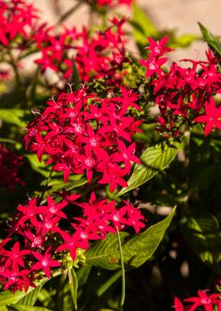 Graffiti Red Lace Star Flower Pentas lanceolata blooms in clusters in a botanical garden in Naples, Florida