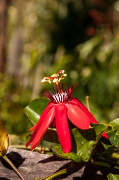 Scarlet flame red passionflower called Passiflora miniata blooms on a vine in Southern Florida