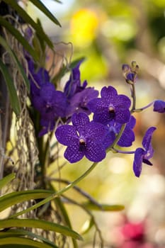 Purple spotted aranda orchid flowers bloom as they hang off a tree in Naples, Florida