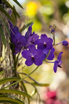 Purple spotted aranda orchid flowers bloom as they hang off a tree in Naples, Florida