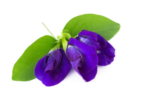 Top view butterfly pea flower on white background, herb and medical concept