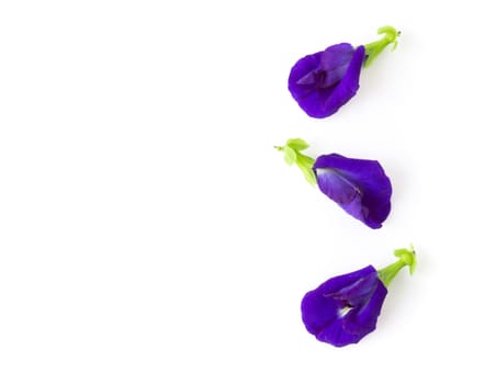 Top view butterfly pea flower on white background, herb and medical concept