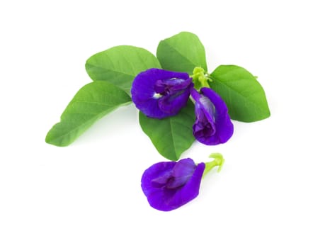 Butterfly pea flower on white background, herb and medical concept