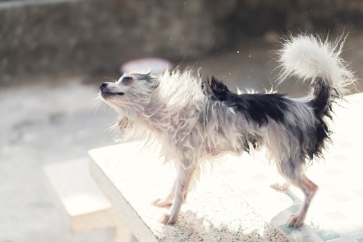 Closeup pomeranian dog flicking water after take a bath with sun light vintange tone, selective focus