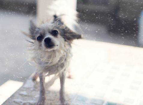 Closeup pomeranian dog flicking water after take a bath with sun light vintange tone, selective focus
