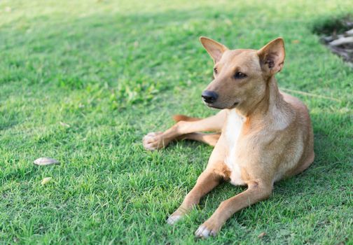Closeup dog sitting on green grass and looking something