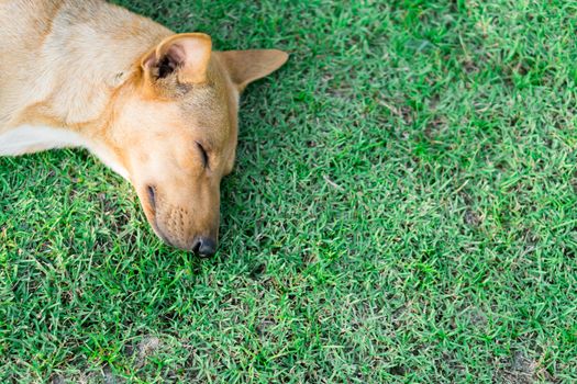 Closeup dog sleeping on green grass with relax feeling