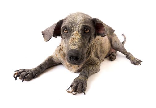 Closeup face of dog sick leprosy skin problem with white background, selective focus