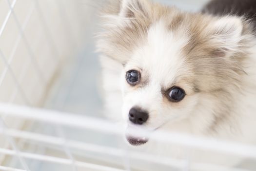 Close up puppy pomeranian waiting owner with sad face, selective focus