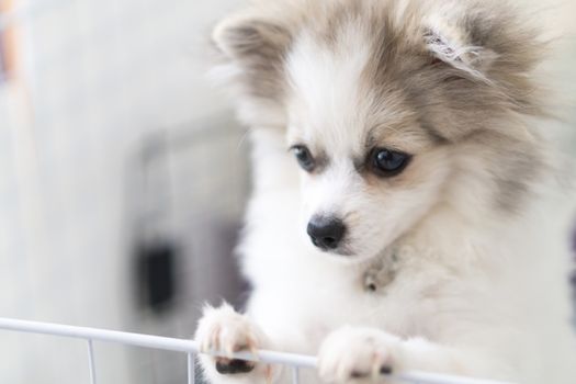 Close up puppy pomeranian waiting owner with sad face, selective focus