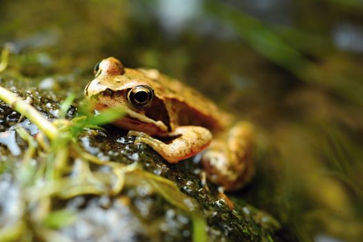 Beautiful little brown frog lying by the river