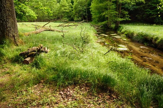 Beautiful and clean river Kamenice flowing through the woods and rocks