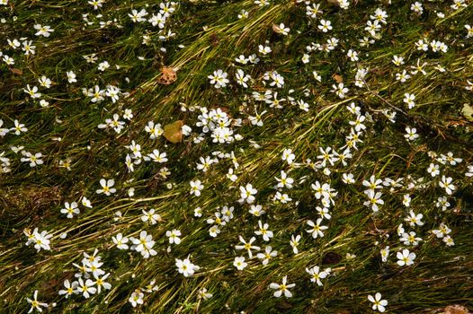 A large number of white flowers on the river