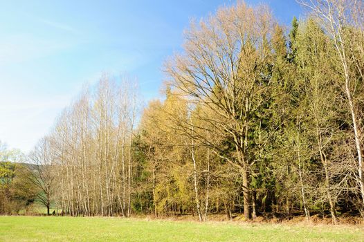 Beautiful spring landscape with forest, meadow and blue sky