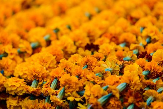 Closeup shot of marigold garlands
