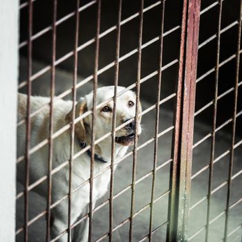 White dog locked in a cage