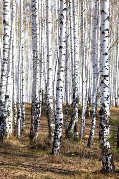 Birch forest in spring time