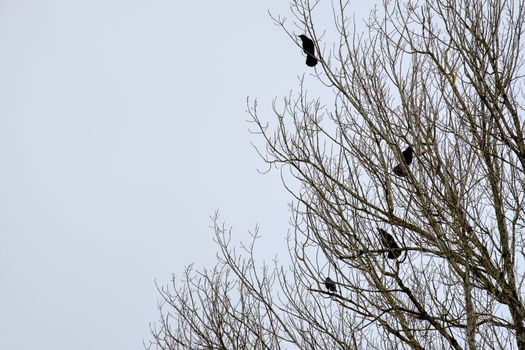 Raven on a tree in winter