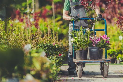 Spring Garden Plants Shopping. Gardener with Cart Full of Plants and Flowers For His Garden.