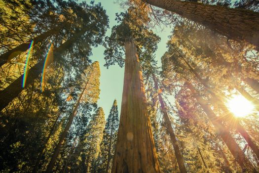 Sequoia National Park. Giant Redwood Sequoia Grove. Wide Angle Canopy Vista with Bright Fall Sunlight.