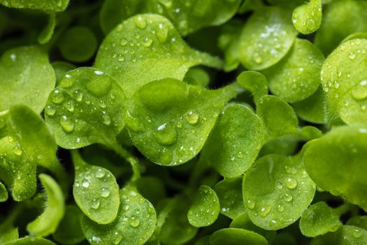 growing young plants with water drops on leaves