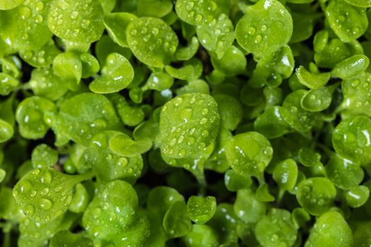 growing young plants with water drops on leaves