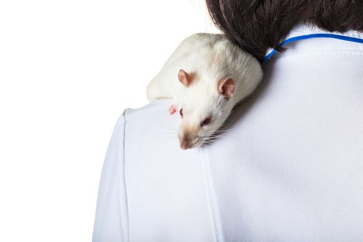 white rat sits on the shoulder of a veterinarian