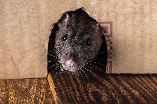 gray rat peeking out of the box close-up