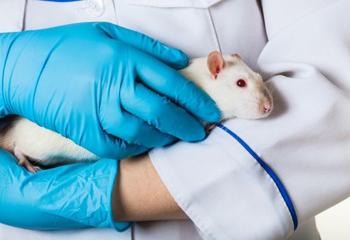 woman in medical gloves holds a white rat