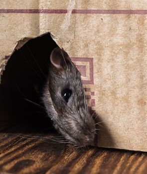 gray rat peeking out of the box close-up