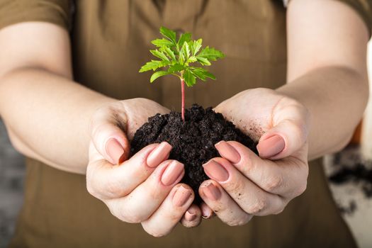 Woman's hands with a young plant growing in soil