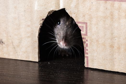 gray rat peeking out of the box close-up