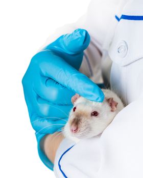 woman in medical gloves holds a white rat