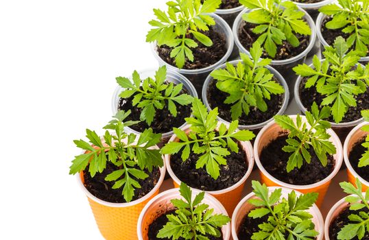 sprouts of flowers in orange cups close-up