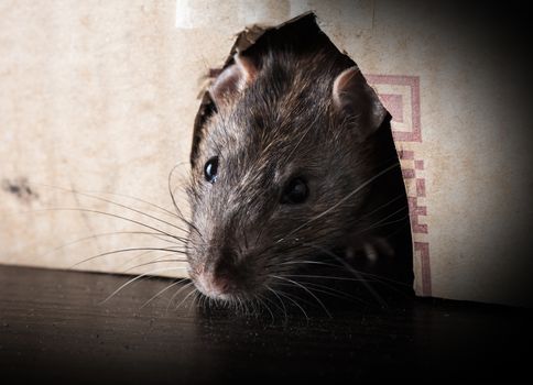 gray rat peeking out of the box close-up